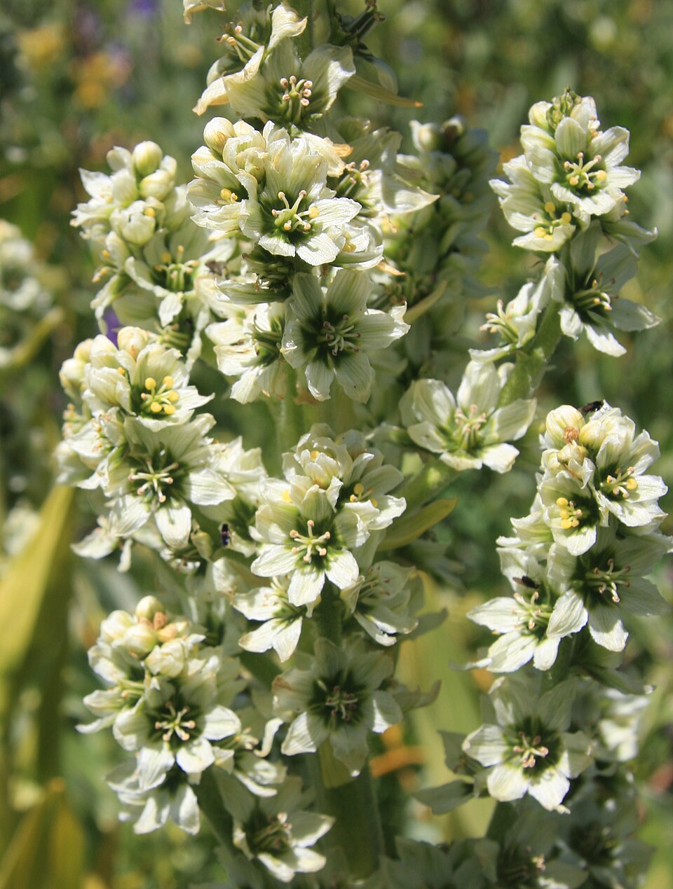 Veratrum californicum (Corn Lily) (alternate view 10)