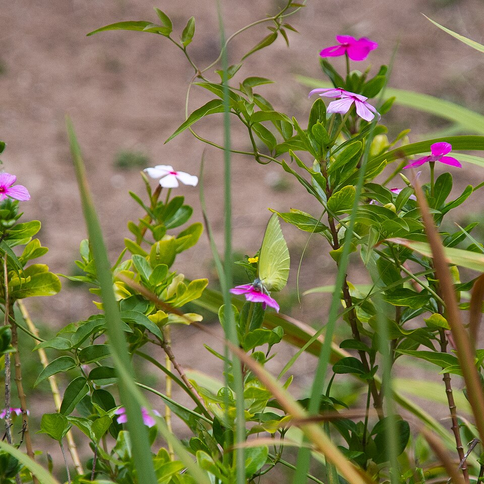 Catharanthus (Periwinkle) (alternate view 4)