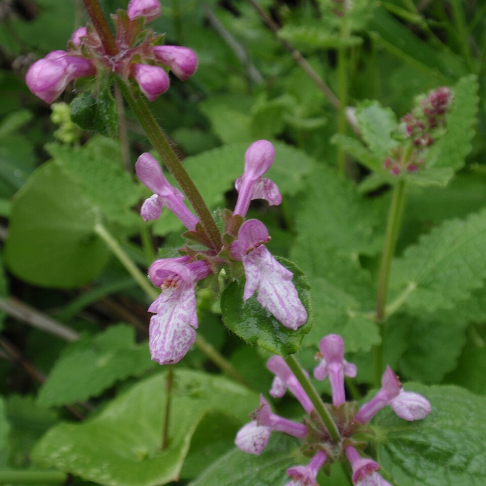Stachys bullata (California Hedge Nettle) (alternate view 3)