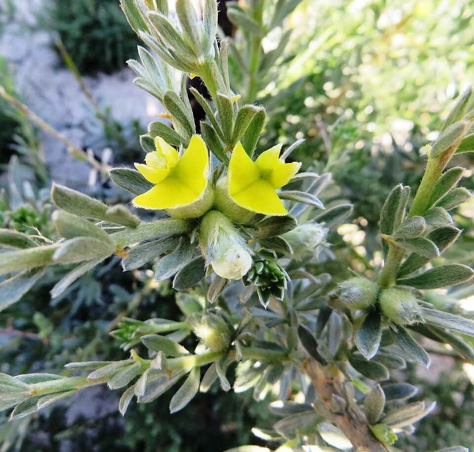 Aspalathus (Aspalathuses)