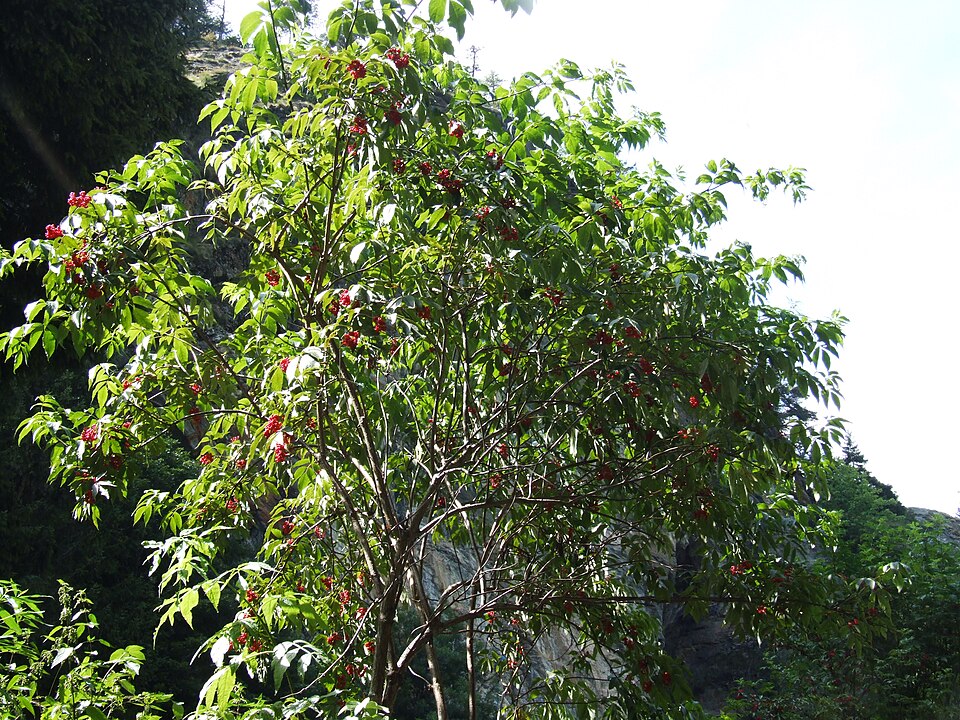 Sambucus racemosa (red elderberry)