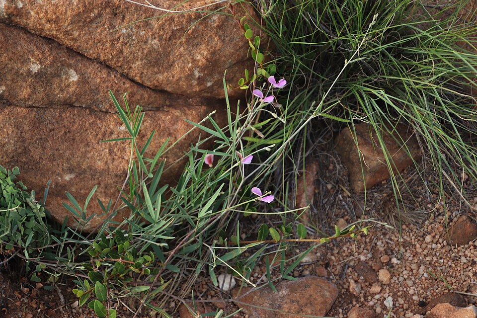 Tephrosia (Hoarypeas)