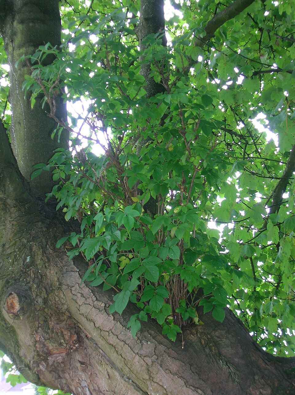 Sambucus nigra (alternate view 10)
