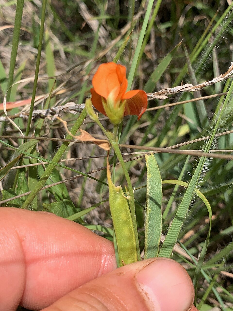 Tephrosia (Hoarypeas) (alternate view 2)