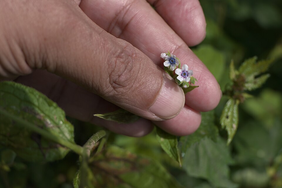 Cynoglossum (Hound's-tongues) (alternate view 5)