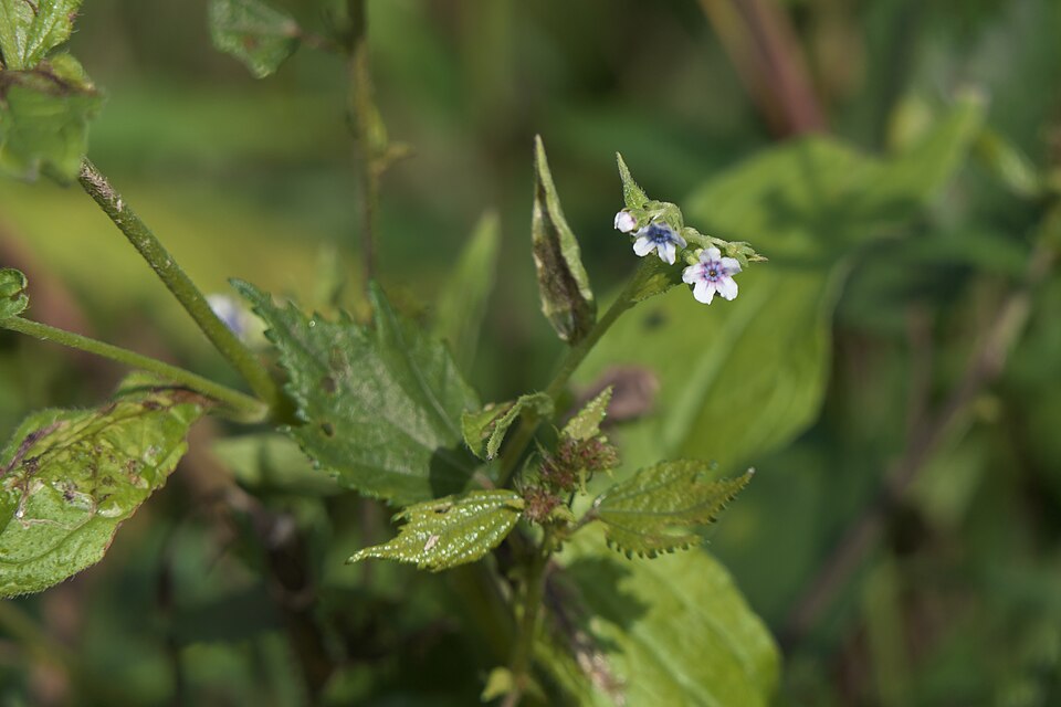 Cynoglossum (Hound's-tongues) (alternate view 6)