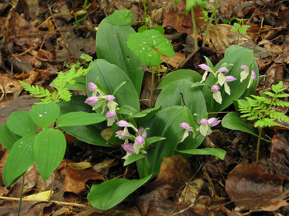 Galearis spectabilis (showy orchis) (alternate view 4)