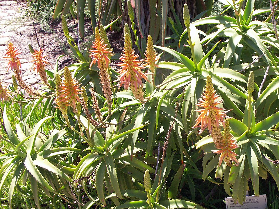 Aloe arborescens (Candelabra Aloe) (alternate view 6)