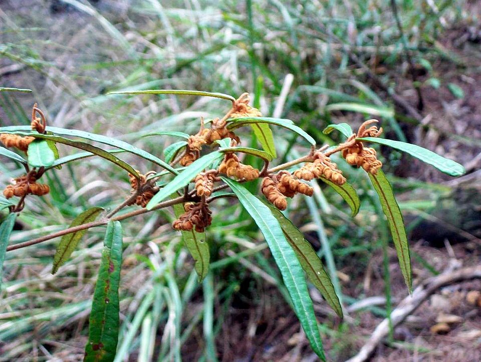 Lasiopetalum ferrugineum (Rusty Petals) (alternate view 6)