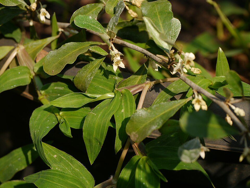 Elaeagnus (oleasters) (alternate view 2)