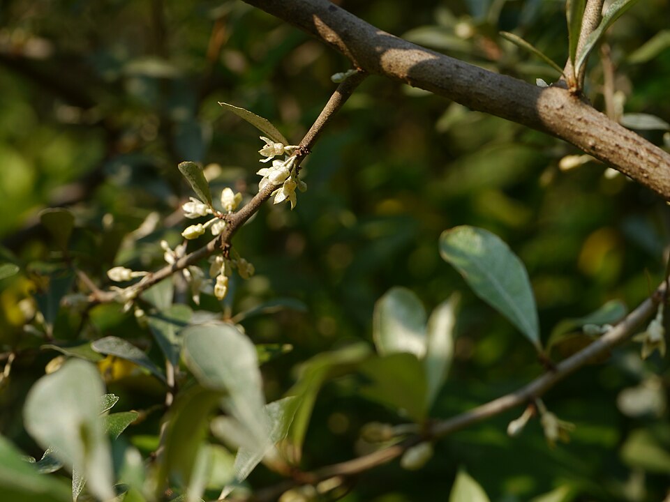 Elaeagnus (oleasters) (alternate view 3)