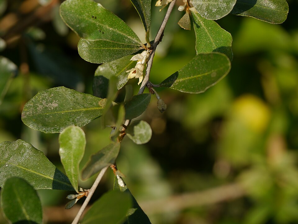 Elaeagnus (oleasters) (alternate view 4)