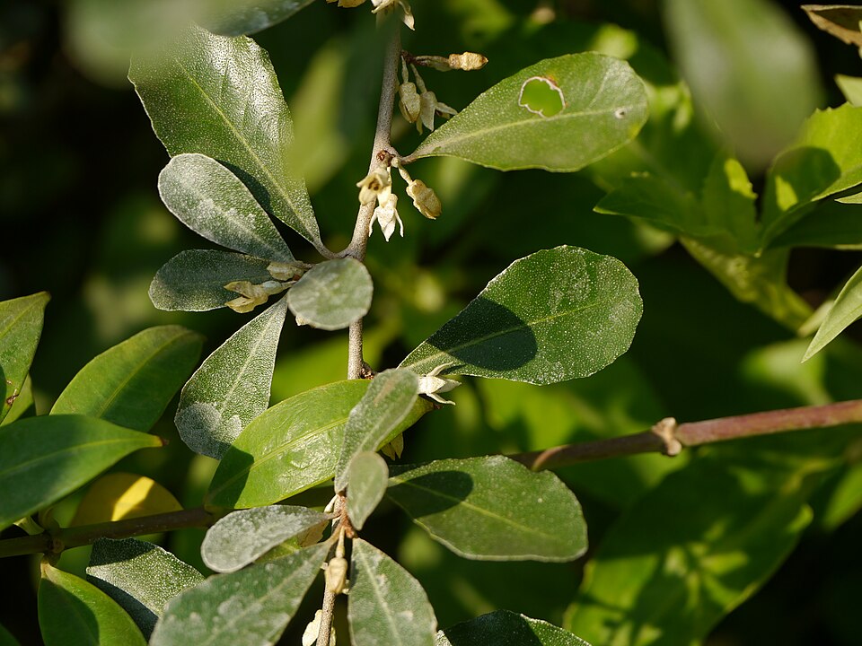 Elaeagnus (oleasters) (alternate view 5)