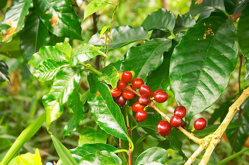 Coffea (Coffees)