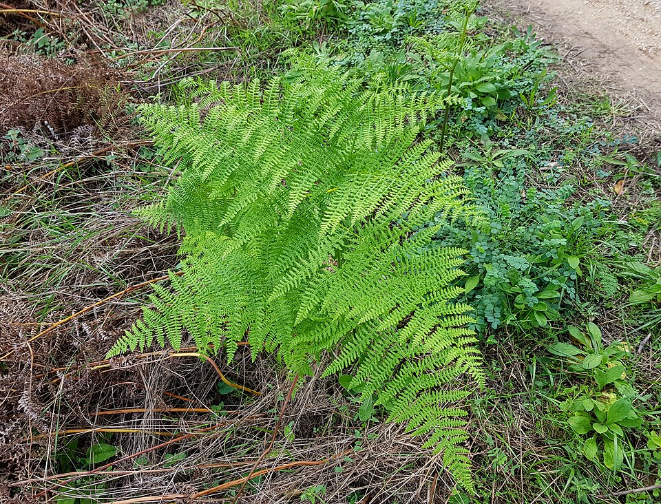 Athyrium (lady ferns) (alternate view 3)