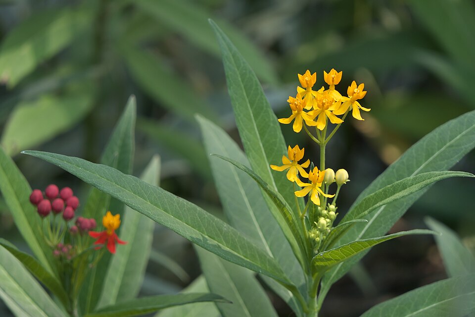 Asclepias curassavica (tropical milkweed)