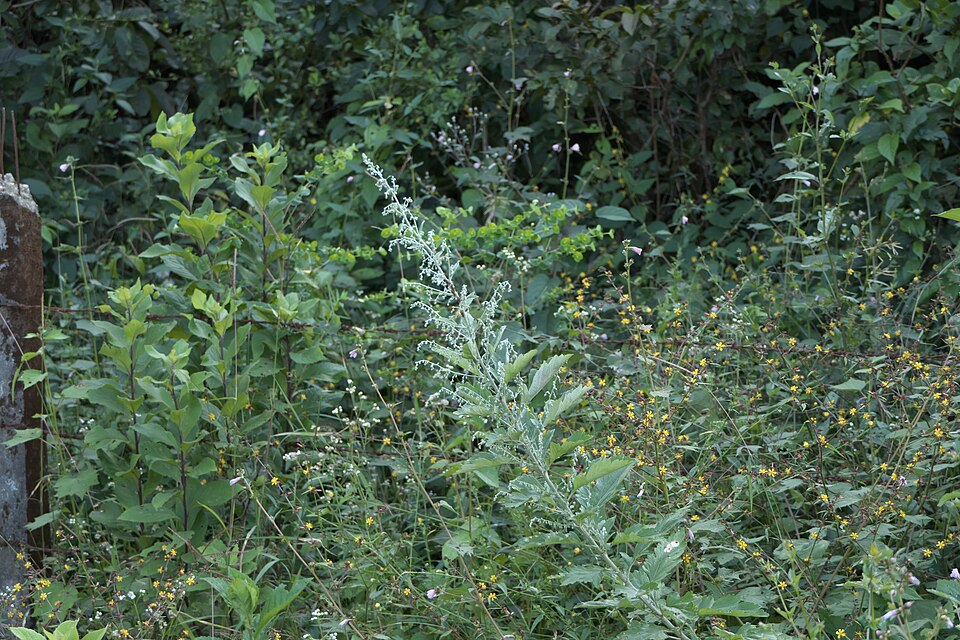 Artemisia (wormwoods and sagebrushes)