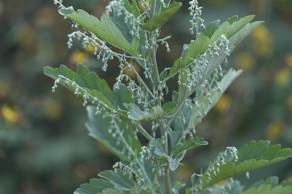 Artemisia (wormwoods and sagebrushes) (alternate view 2)
