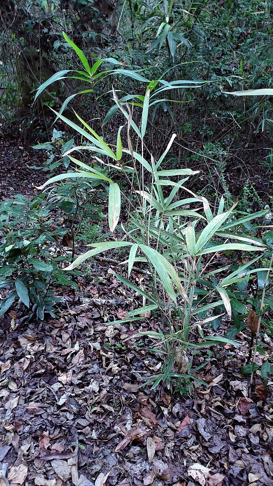 Arundinaria tecta (switch cane) (alternate view 5)