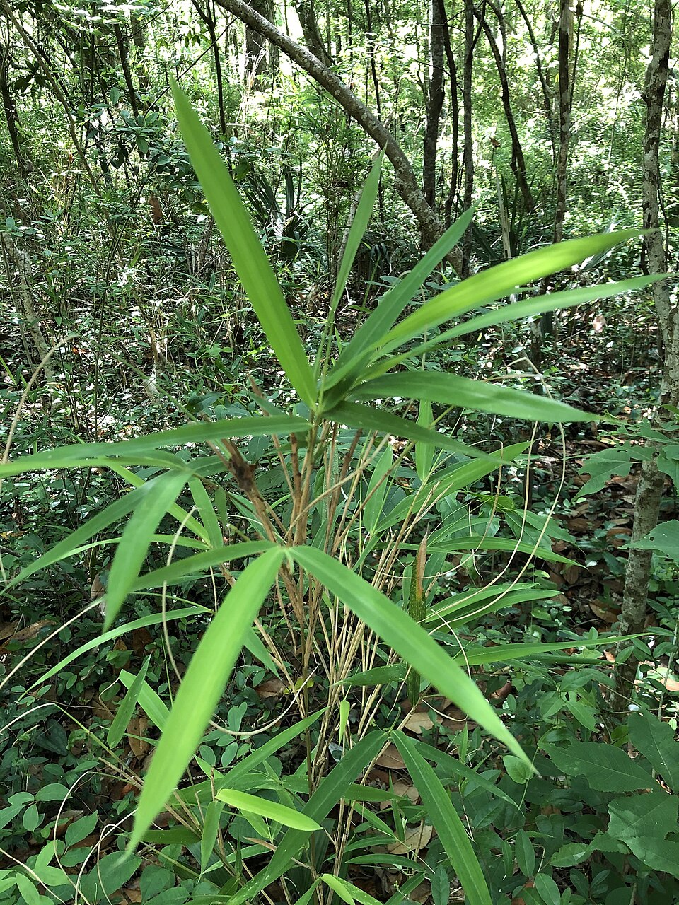 Arundinaria tecta (switch cane) (alternate view 6)