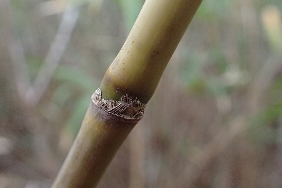Arundinaria tecta (switch cane) (alternate view 7)