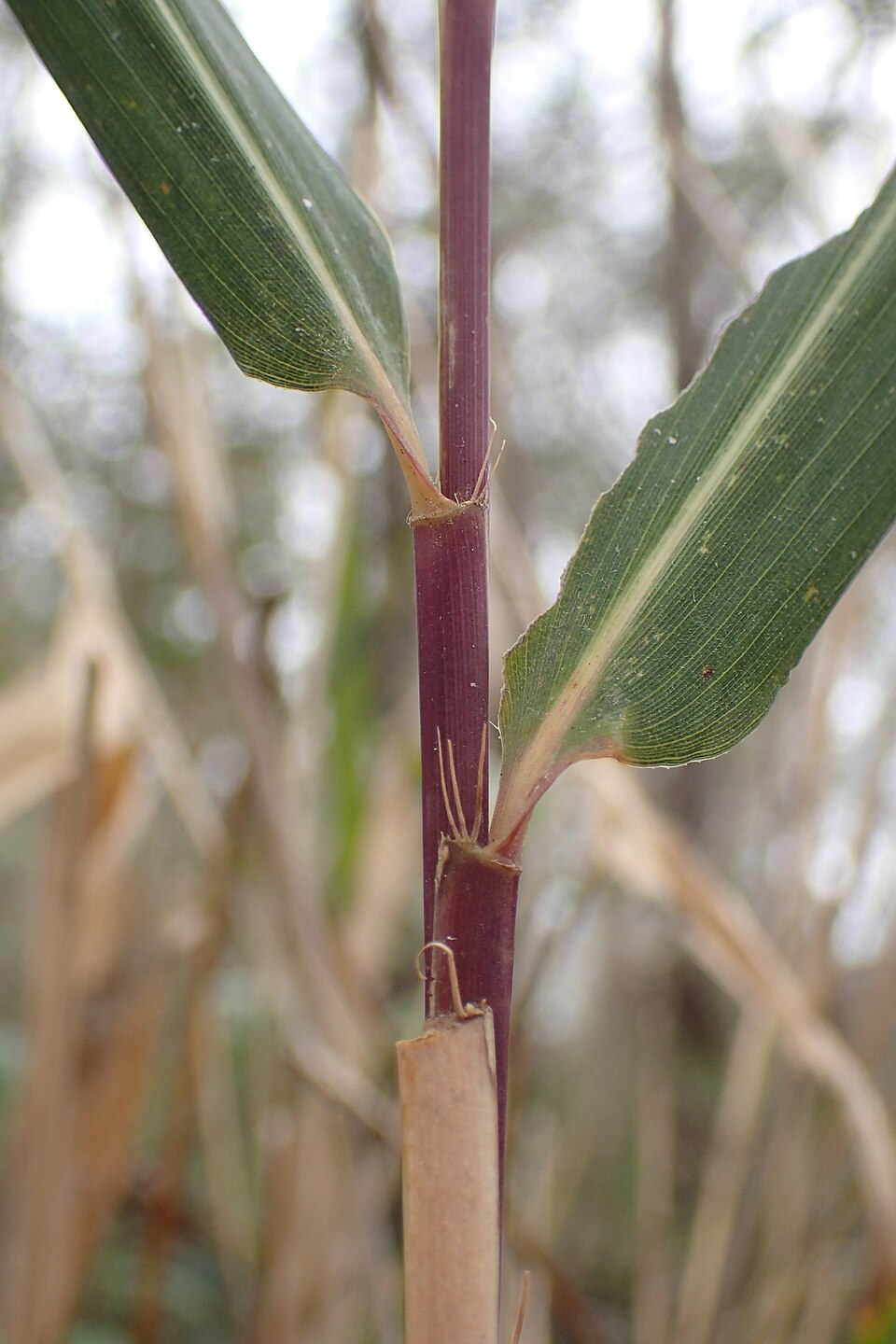 Arundinaria tecta (switch cane) (alternate view 8)