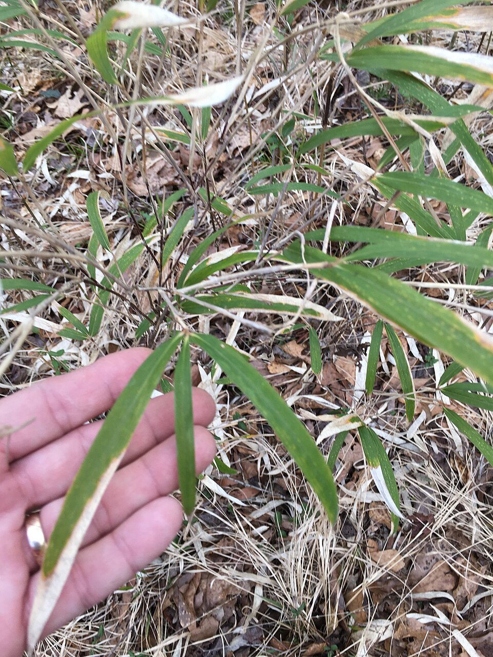 Arundinaria tecta (switch cane) (alternate view 9)