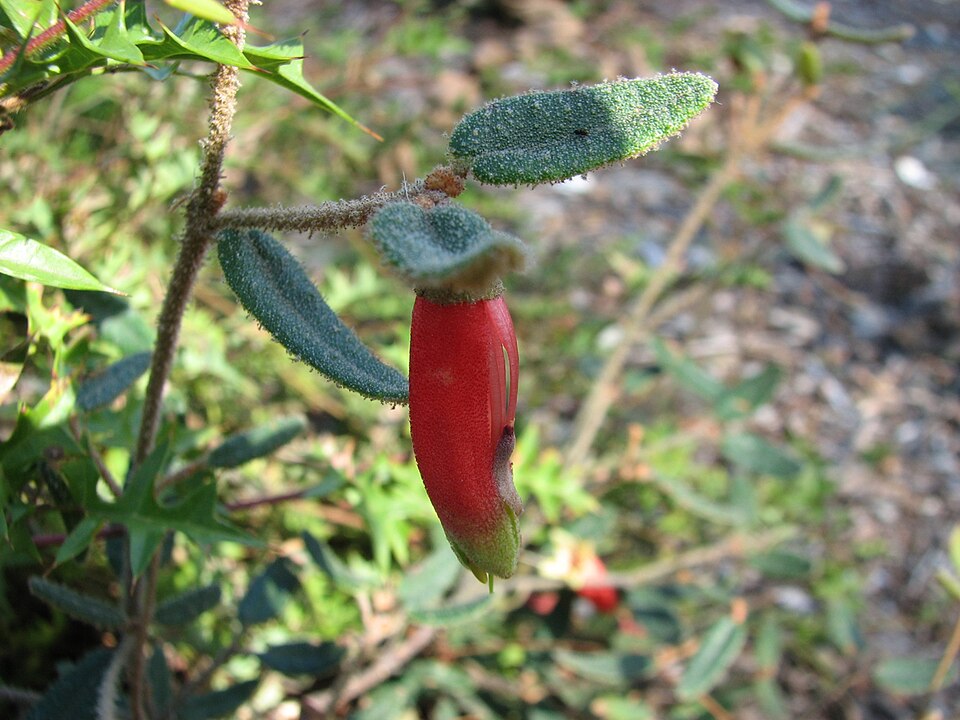Correa reflexa (Common Correa) (alternate view 5)