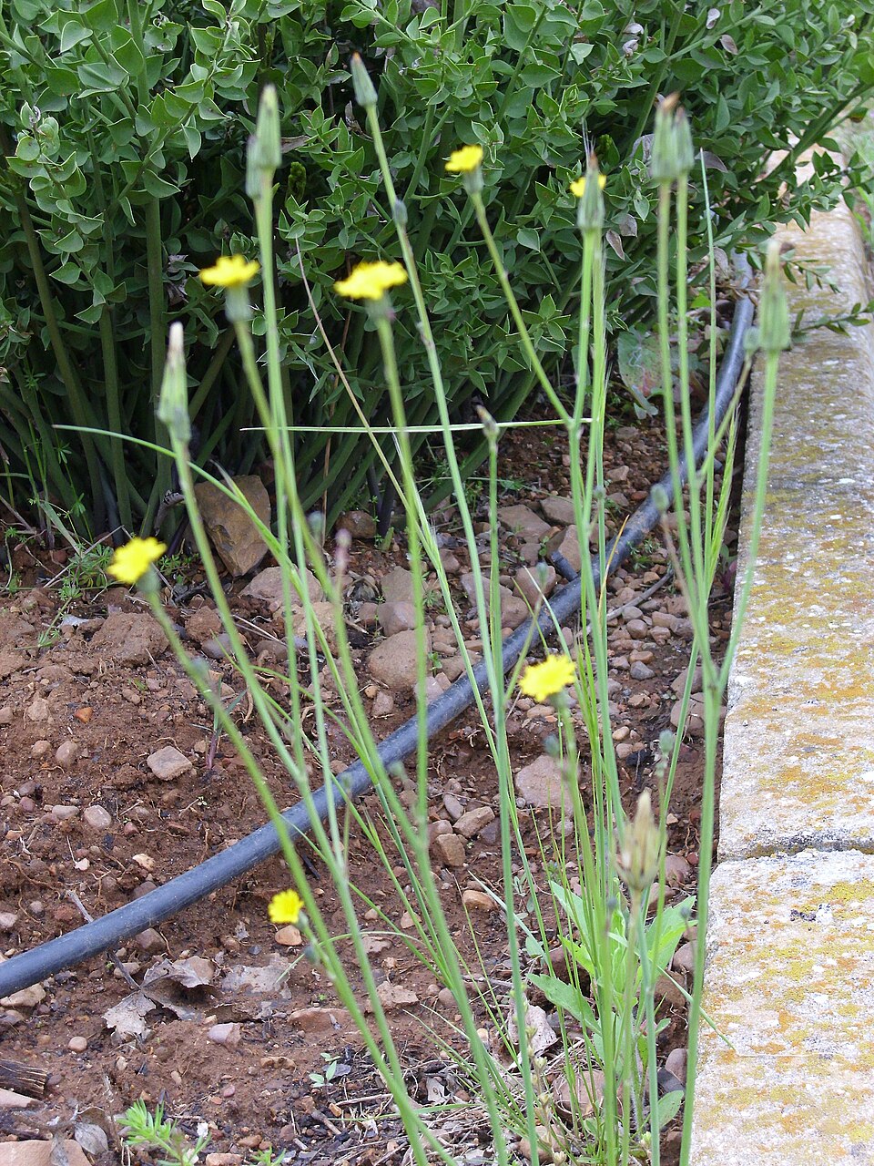Crepis vesicaria (Beaked Hawksbeard)