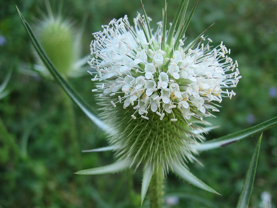 Dipsacus laciniatus (cutleaf teasel) (alternate view 10)