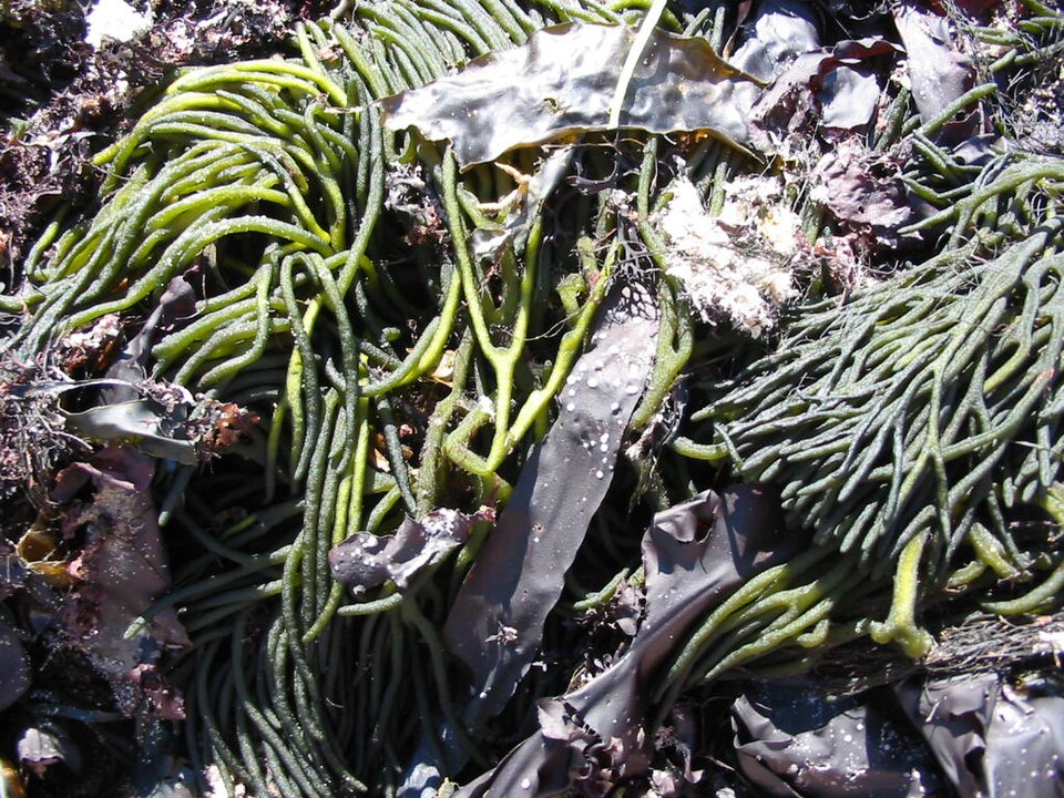 Codium (Codiums) (alternate view 2)
