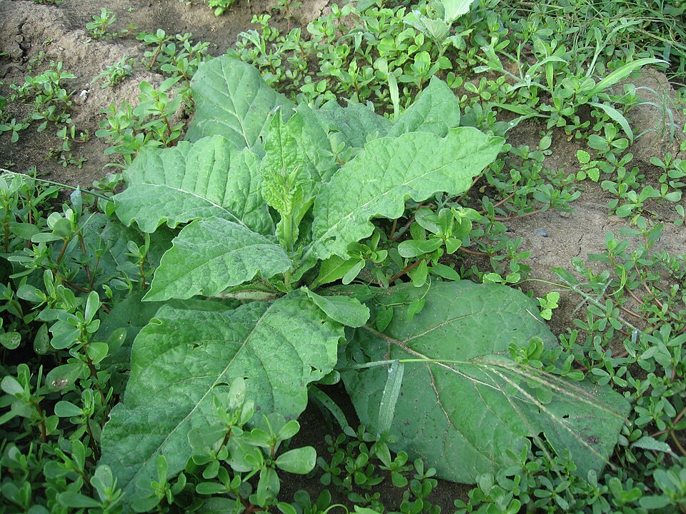 Nicotiana alata (flowering tobacco) (alternate view 9)