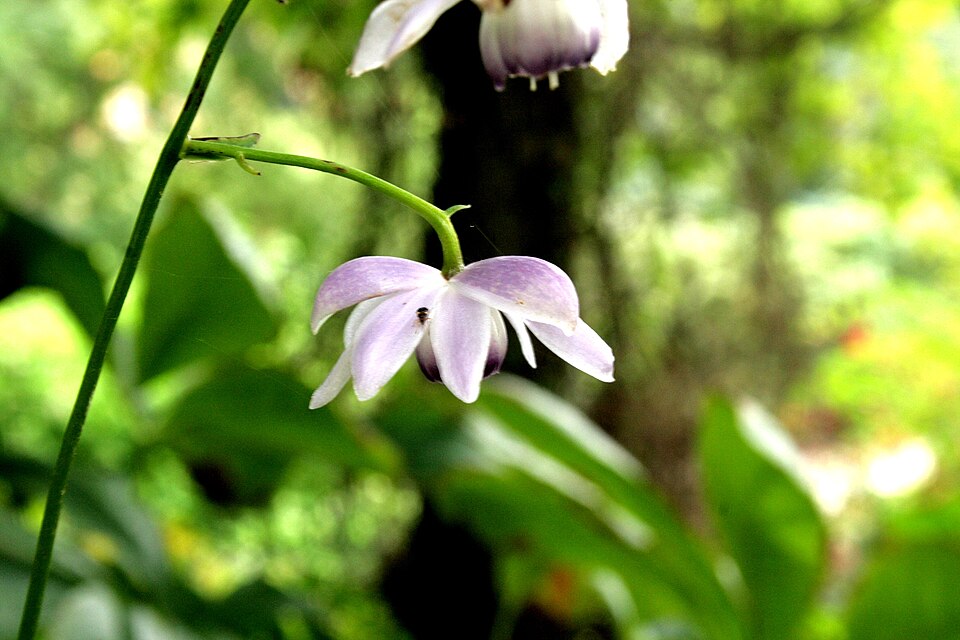 Anemonopsis macrophylla (False Anemone)