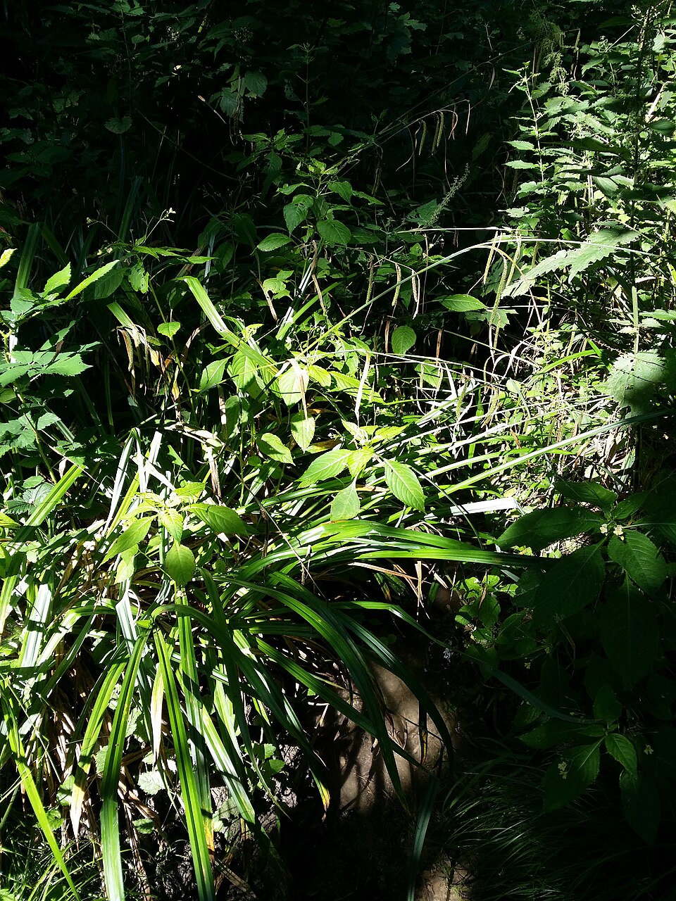 Carex pendula (Hanging sedge)