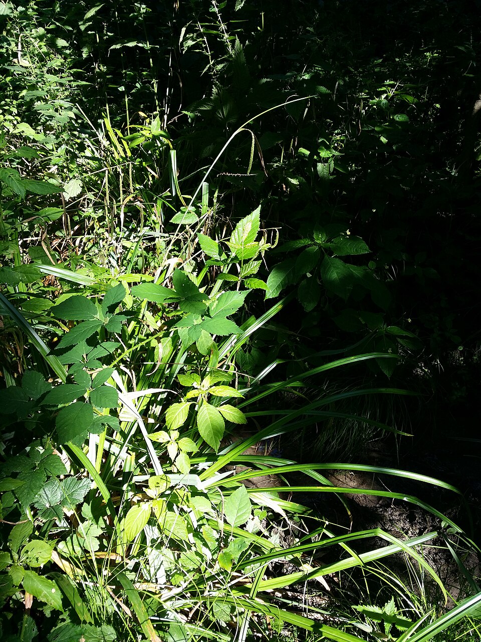 Carex pendula (Hanging sedge)
