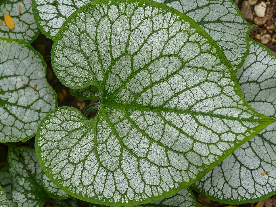 Brunnera (alternate view 7)