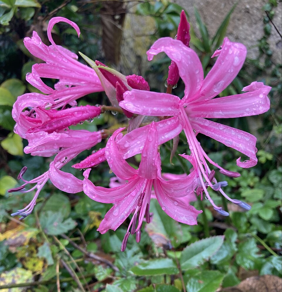 Nerine