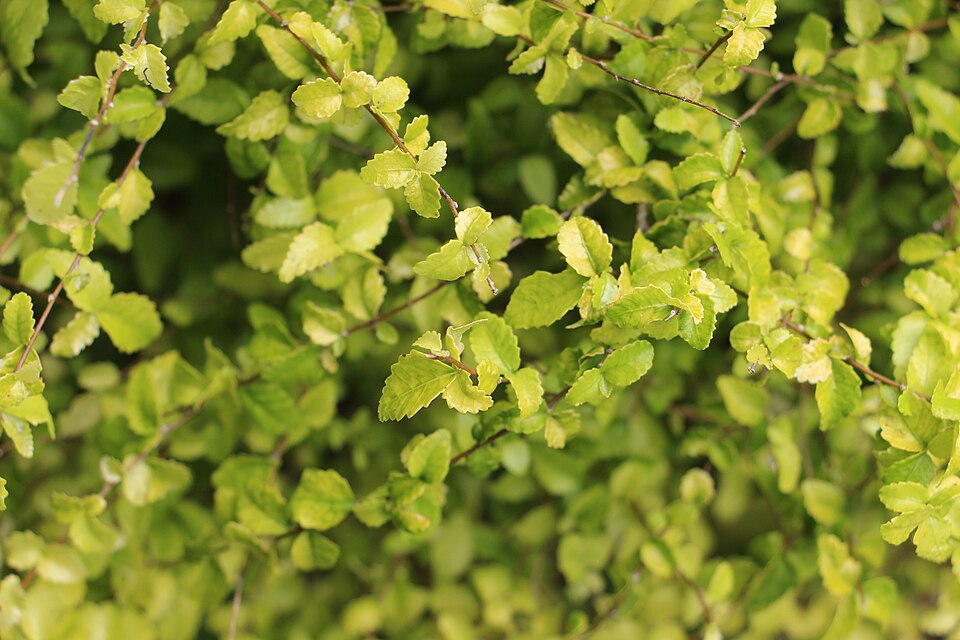 Acalypha (three-seeded mercuries) (alternate view 4)