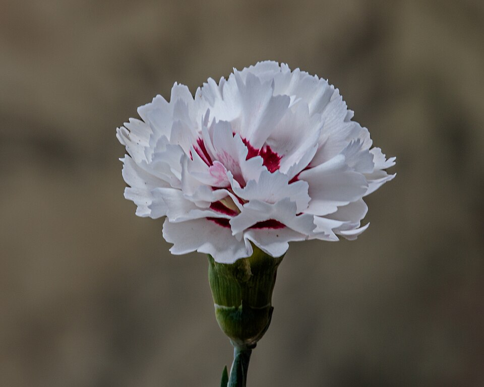 Dianthus × 'Coconut Surprise' (Coconut Surprise Dianthus)