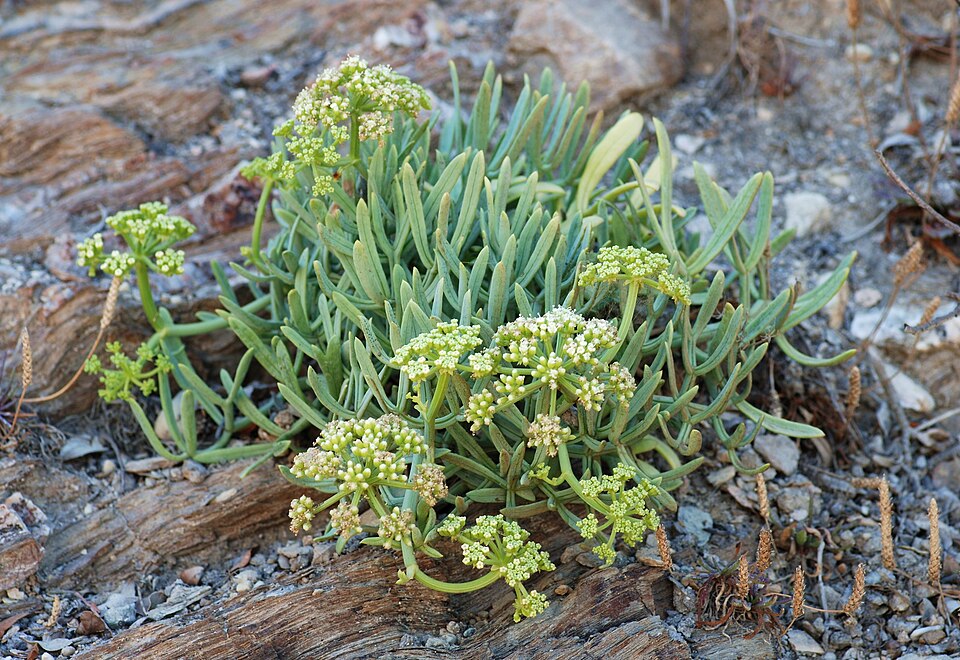 Crithmum maritimum (rock samphire)