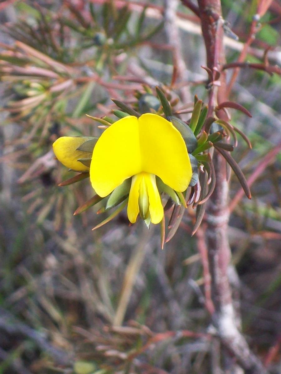 Gompholobium grandiflorum (Large Wedge Pea) (alternate view 6)