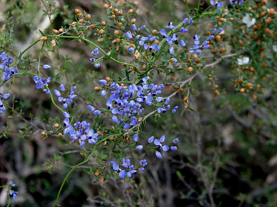 Comesperma volubile (Love Creeper)