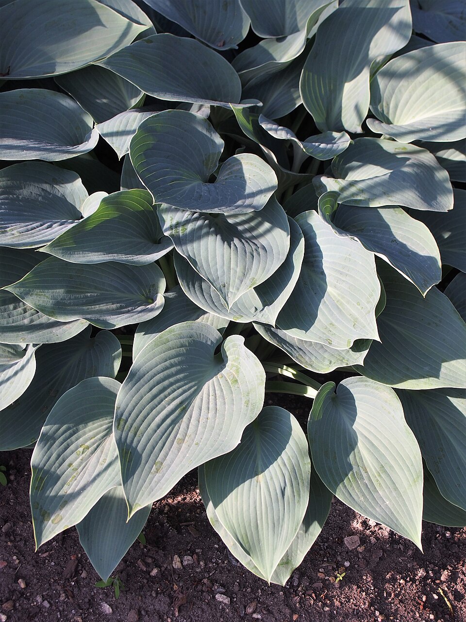 Hosta × 'Halcyon' (Halcyon Hosta) (alternate view 4)