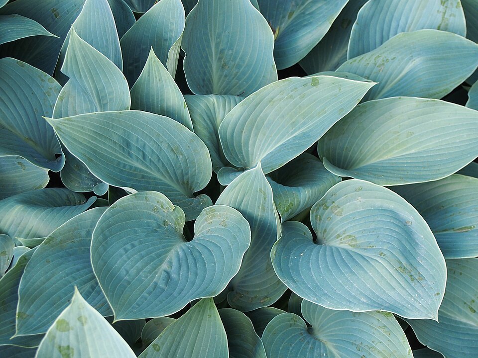 Hosta × 'Halcyon' (Halcyon Hosta) (alternate view 5)