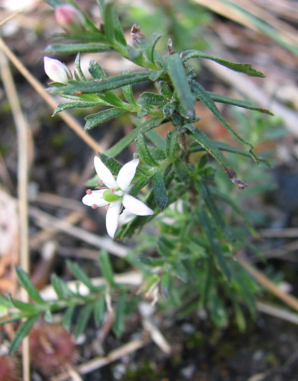 Rhytidosporum procumbens (white marianth)