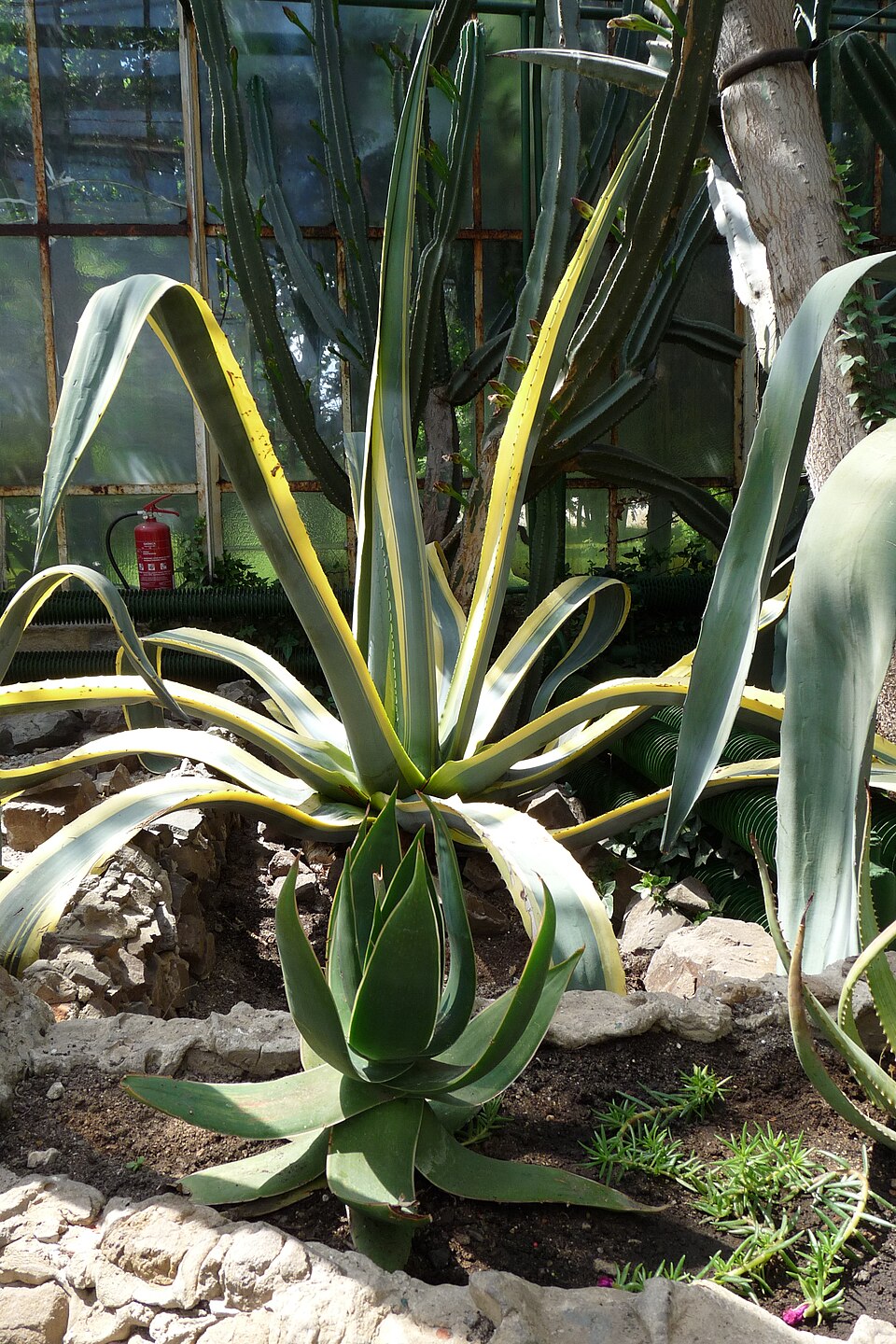 Agave americana 'Variegata' (Variegated Century Plant) (alternate view 2)