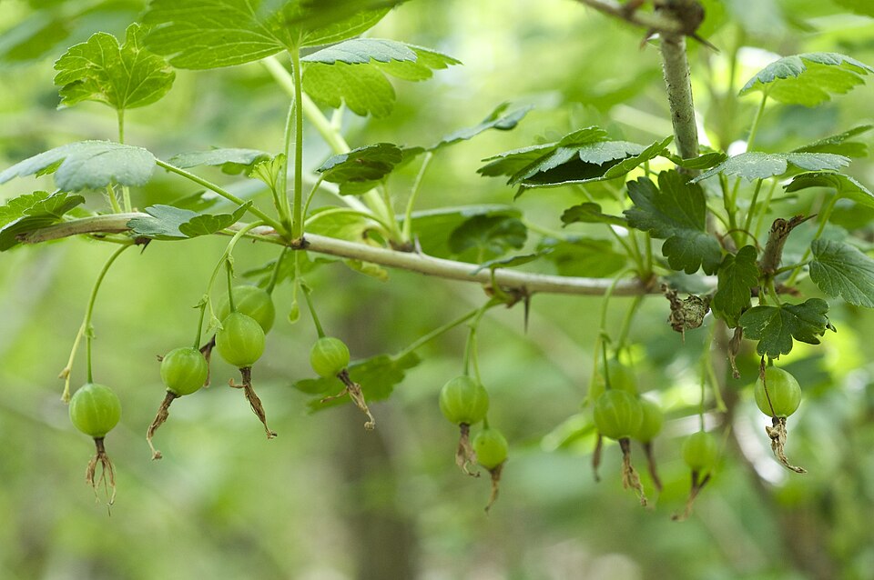 Ribes missouriense (Missouri Gooseberry) (alternate view 7)