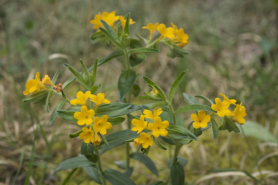 Lithospermum canescens (hoary puccoon) (alternate view 9)