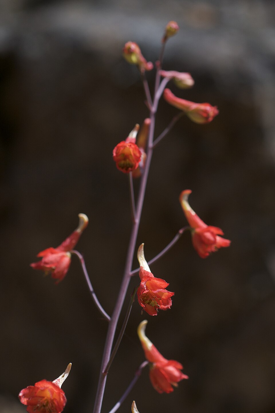 Delphinium nudicaule (Red larkspur) (alternate view 7)