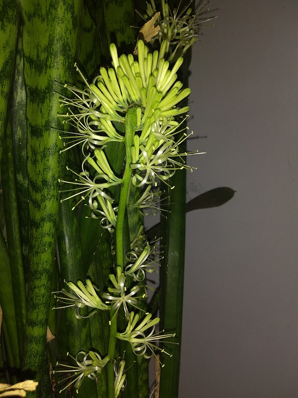 Sansevieria (Mother-in-law's Tongues) (alternate view 9)